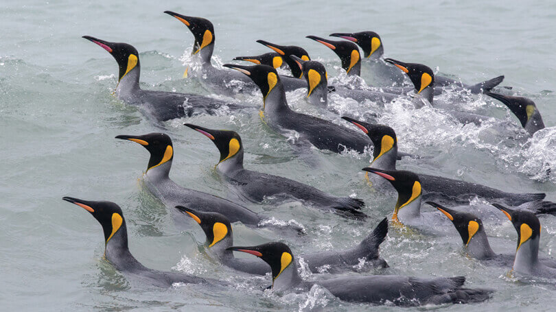 Penguins in Antarctica