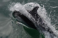 Patagonian wildlife