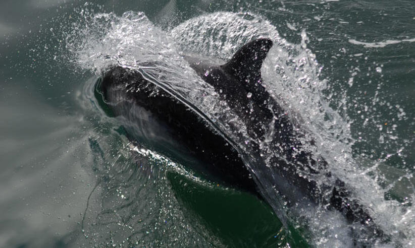 Patagonian wildlife