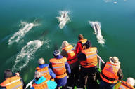 Delightful dolphins