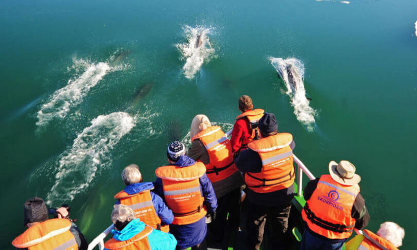 Delightful dolphins