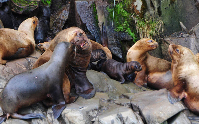 Sea lions abound