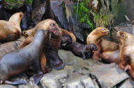 Sea lions abound