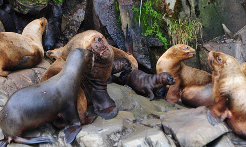 Sea lions abound