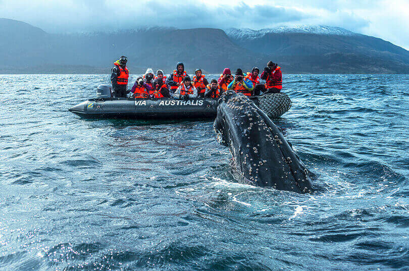 Whale watching is one of the many highlights