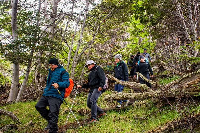 Sub-polar forests on Tierra del Fuego cruise