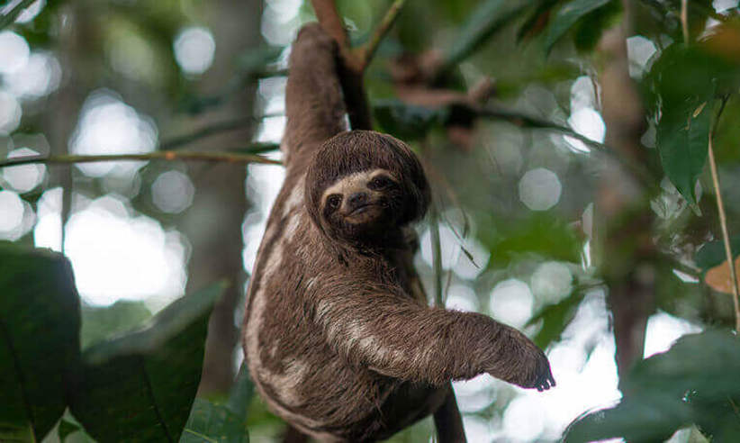 Monkeying around 
