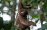 Monkeying around