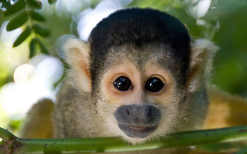 Spot monkeys in the treetops