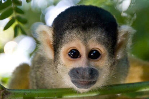 Spot monkeys in the treetops