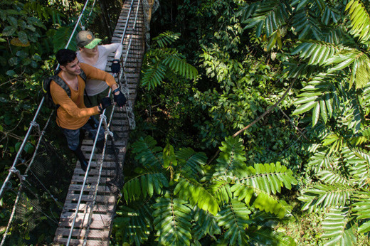 Views from the treetops