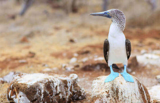 Blue footed booby
