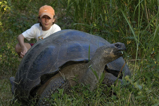 Galapagos giant tortoise