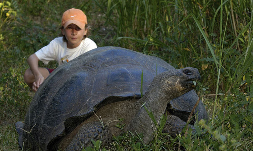 Galapagos giant tortoise