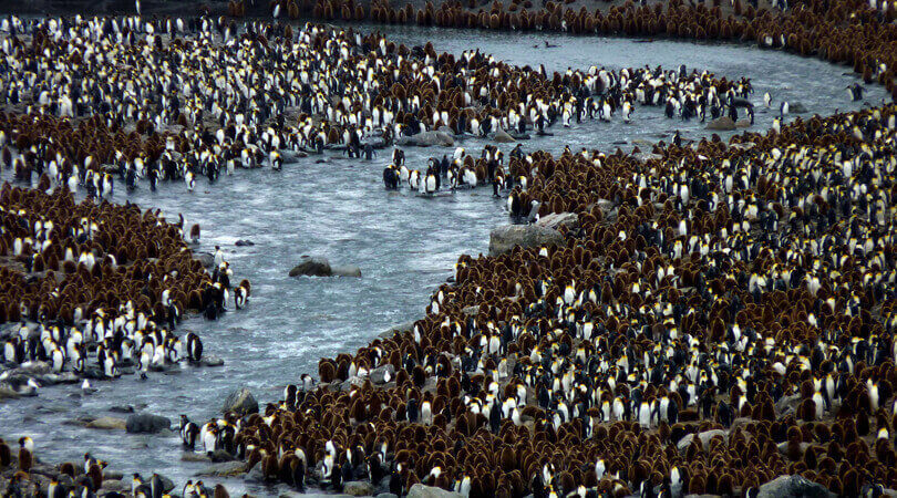 South Georgia Penguins