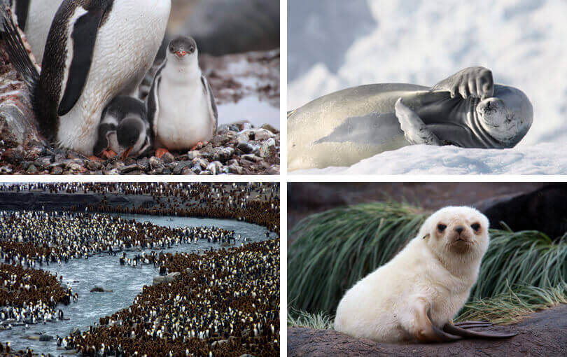 Best time for Antarctica cruise - December