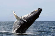 Observe whales at play
