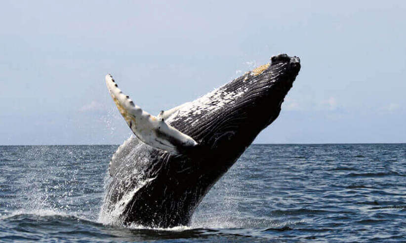 Observe whales at play