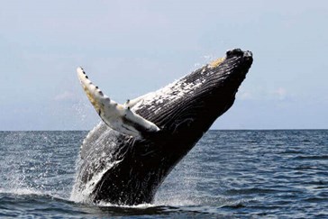 Observe whales at play
