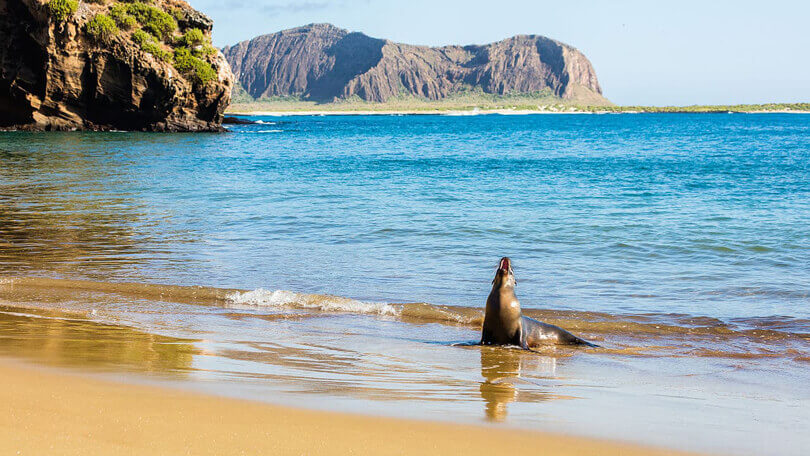 Sea Lion