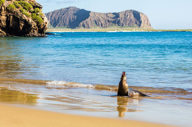 Sea Lion