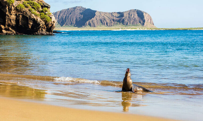 Sea Lion