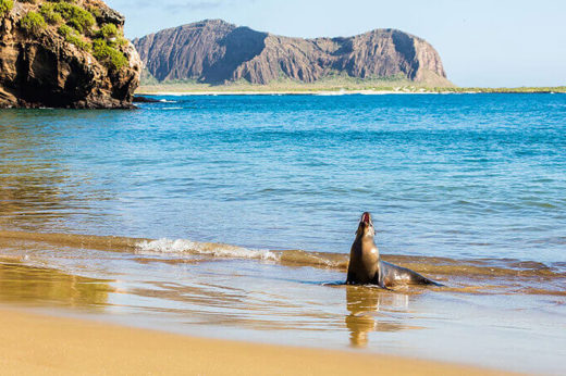 Sea Lion