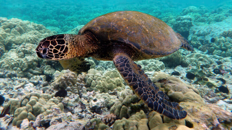 Sea turtle