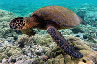 Sea turtle