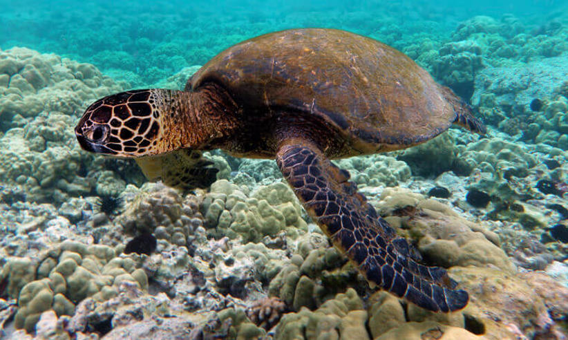 Sea turtle