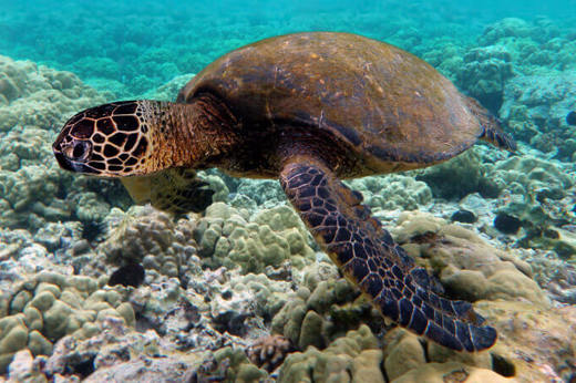 Sea turtle