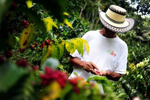 Bogota Coffee Farmer