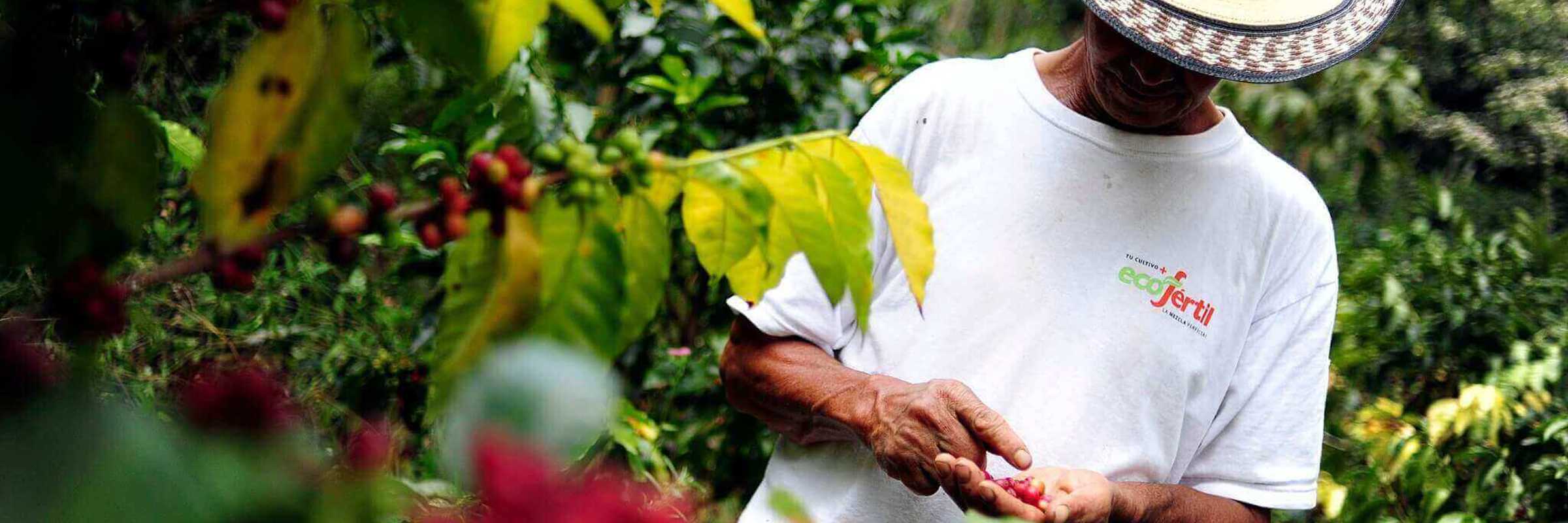 Bogota Coffee Farmer