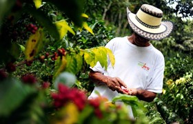 Bogota Coffee Farmer