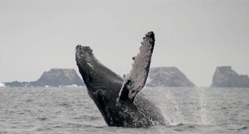 Baleine parc national de Machalilla