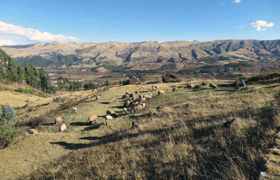 Traditional farming scene in Peru's Sacred Valley, set against the Andean highlands. 