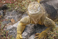 Experience the unique wildlife with expert naturalist guides