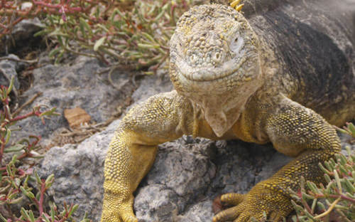 Experience the unique wildlife with expert naturalist guides