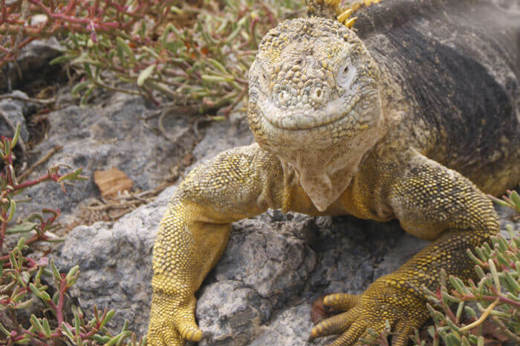 Experience the unique wildlife with expert naturalist guides
