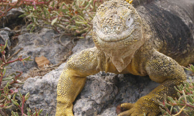 Experience the unique wildlife with expert naturalist guides