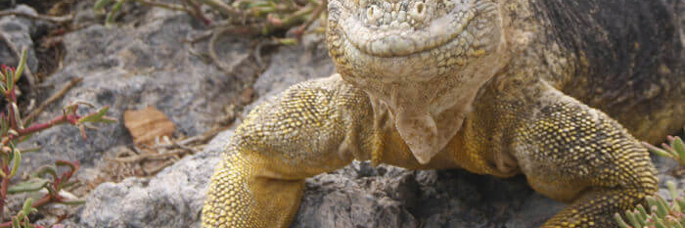 Experience the unique wildlife with expert naturalist guides