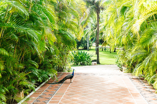 Esencia gardens.jpg