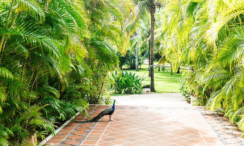 Esencia gardens.jpg