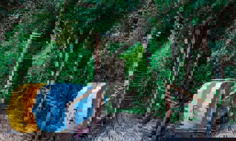 Where the beach meets the forest