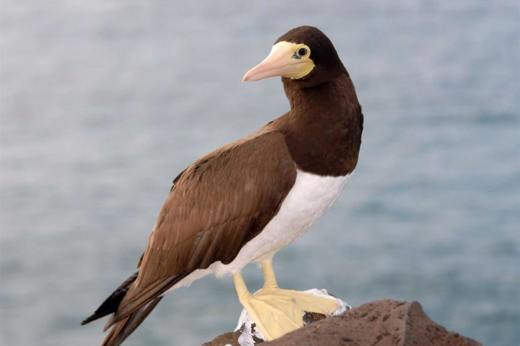 Birdlife.jpg
