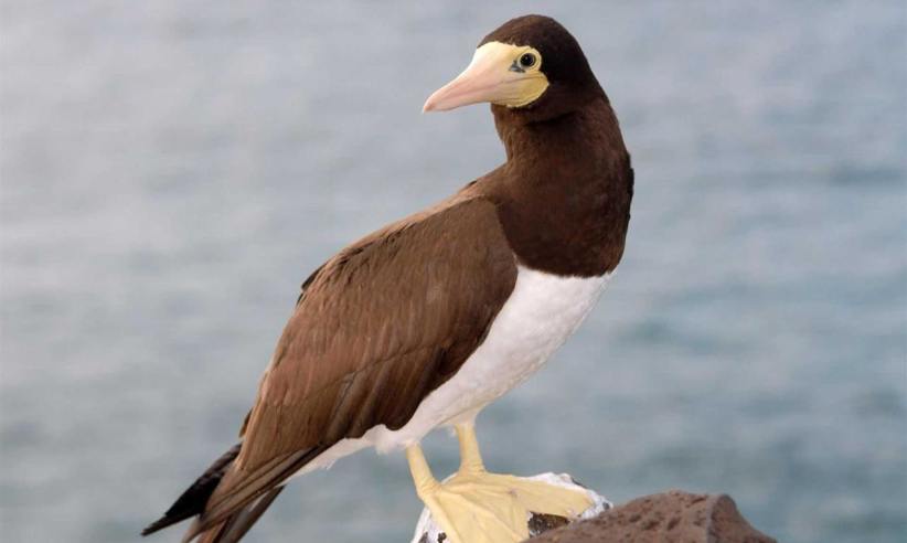 Birdlife.jpg