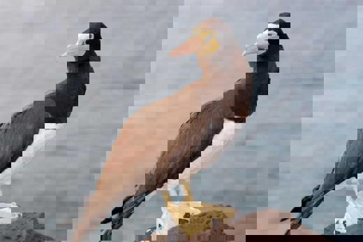 Birdlife.jpg