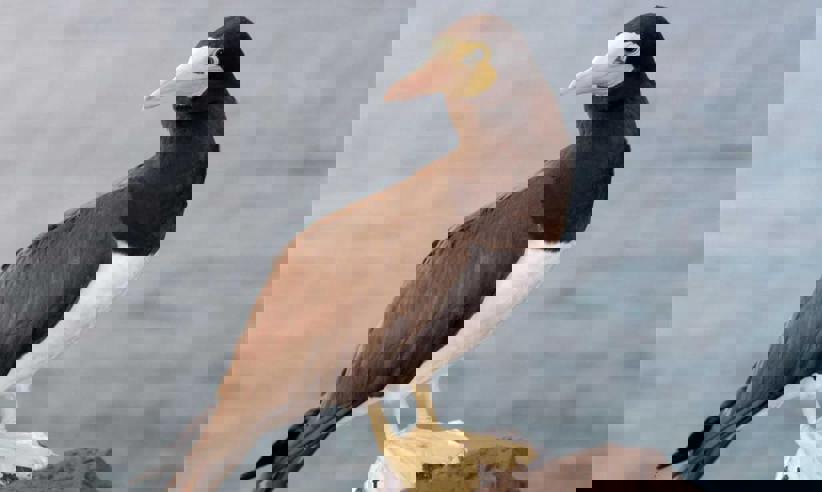Birdlife.jpg