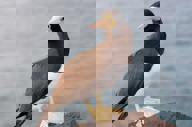 Birdlife.jpg
