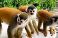 Monkeys.jpg